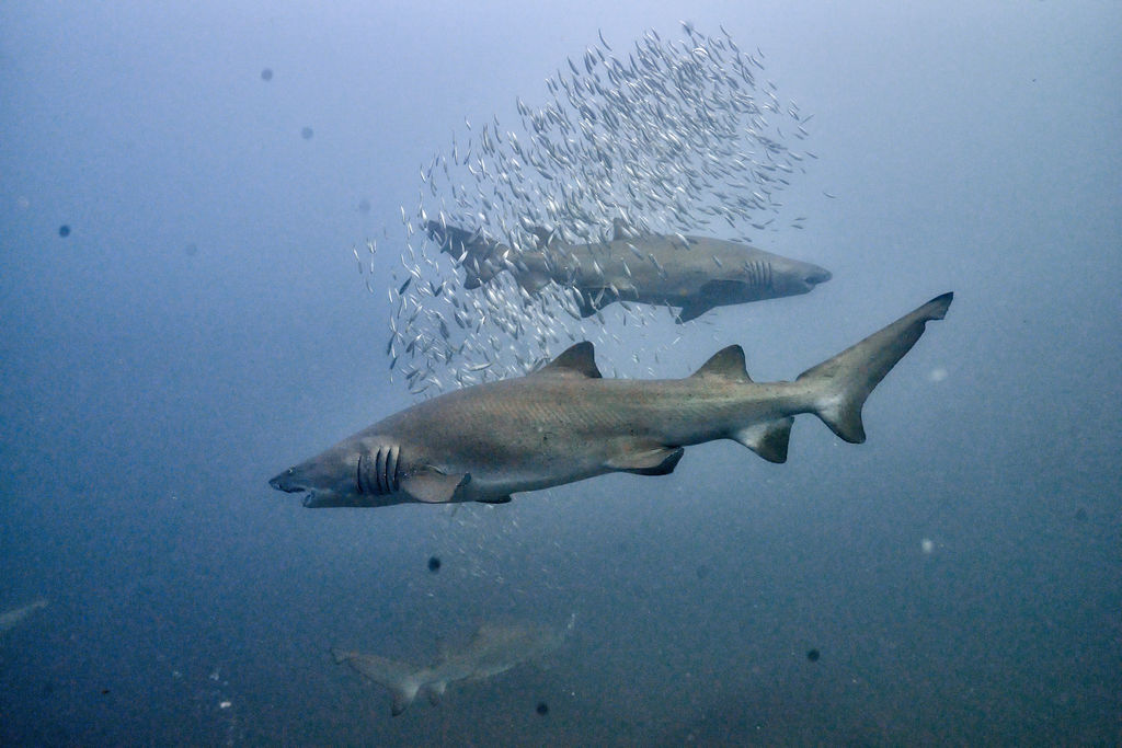 8e7b1300-175e-4577-bac2-0dbc3a747f73