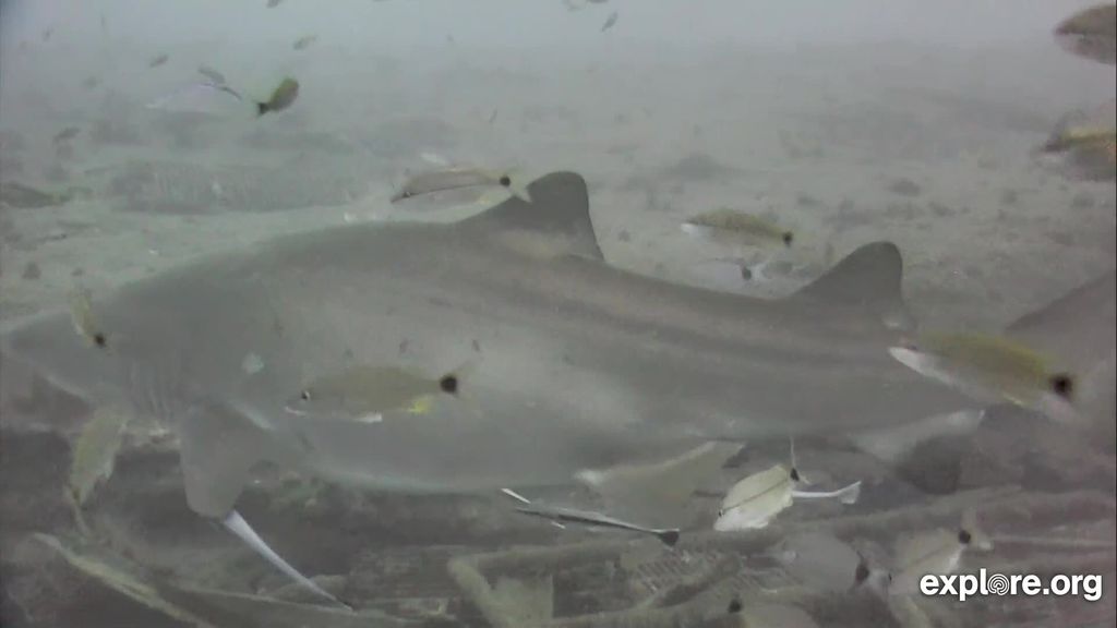 beaece51-2a21-4be8-a378-afd30094a061