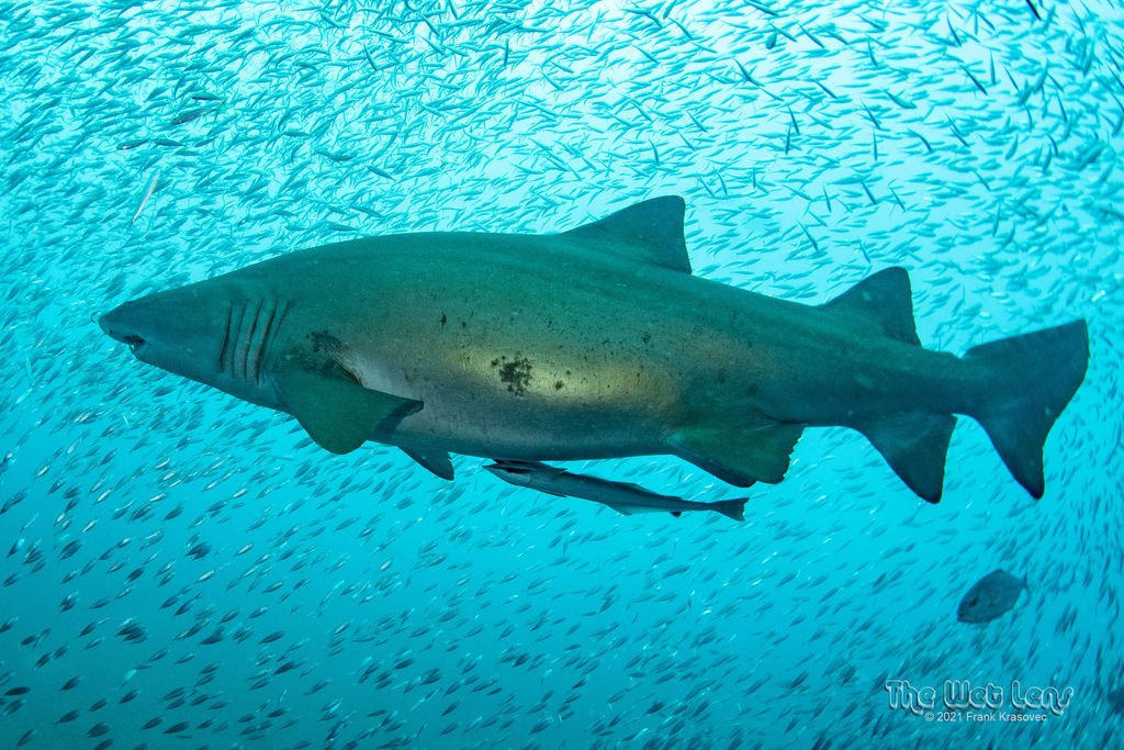 63100f84-f625-4de3-a547-2e14d4832a3b