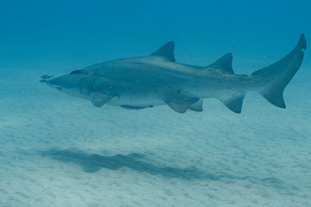 21b41a0f-6454-4212-845e-c9f529840338