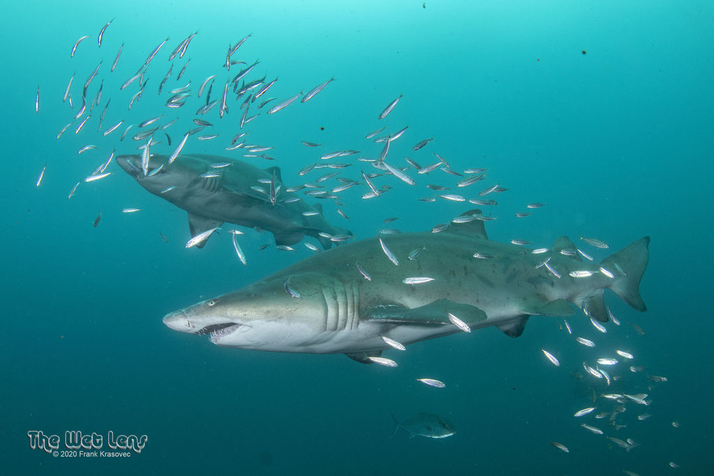 974c0b02-796c-4bd6-847f-d95be65e855a