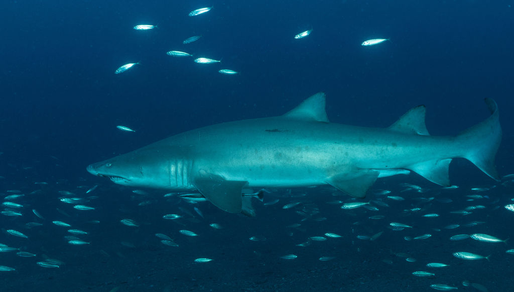 3843ce52-fb3e-4fe4-8150-bcbb38369b71