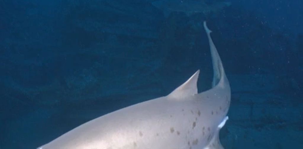 e21d1220-9991-41b3-8c8e-d32c376f746b