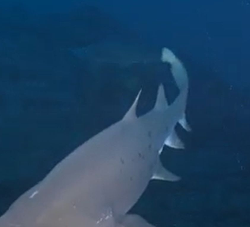 e21d1220-9991-41b3-8c8e-d32c376f746b