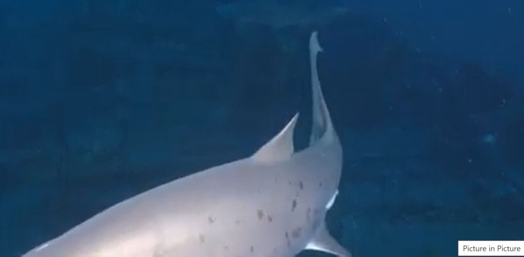 e21d1220-9991-41b3-8c8e-d32c376f746b