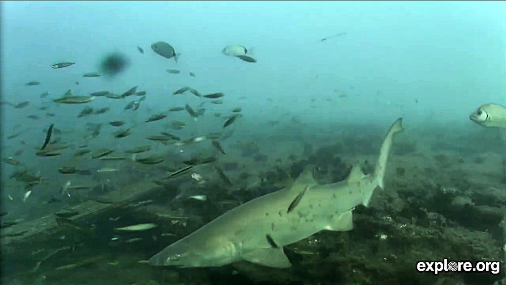 f52854b6-31fb-426f-a2a1-555c24833fd3