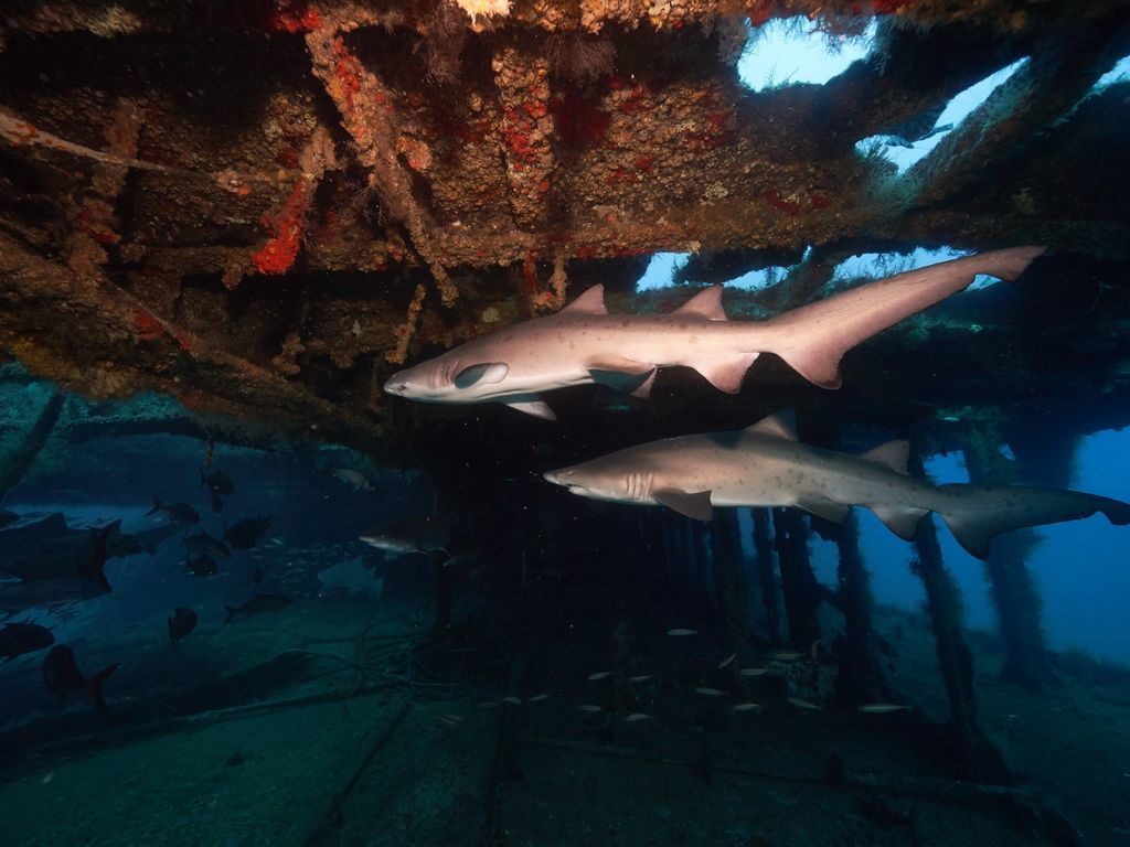 9412f3b0-a446-4c75-b0b8-c6c2dddba895