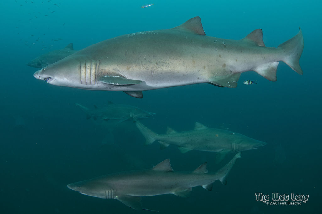 7afaff73-339b-4892-a617-6e64e2a2a521