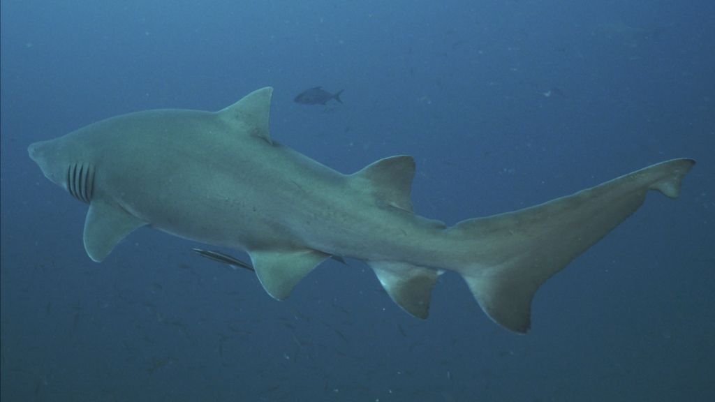 09cc96c4-2244-408d-ab4f-ef8f55a8ab73