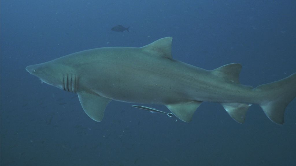 09cc96c4-2244-408d-ab4f-ef8f55a8ab73