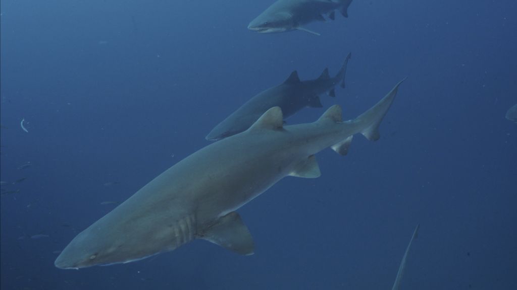 83a75fd5-c278-4b66-a72a-dbdbfcf8a4e4