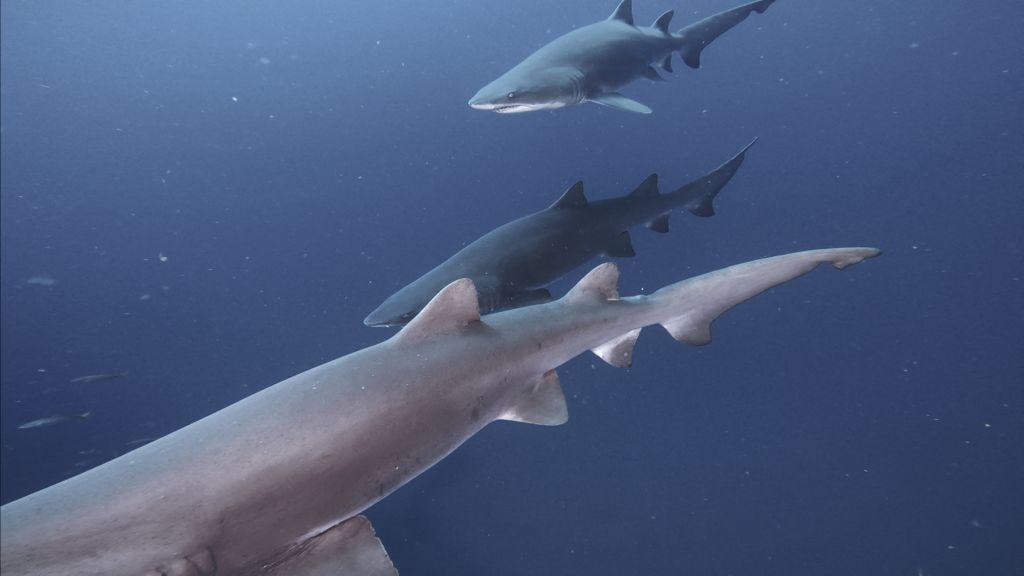 83a75fd5-c278-4b66-a72a-dbdbfcf8a4e4