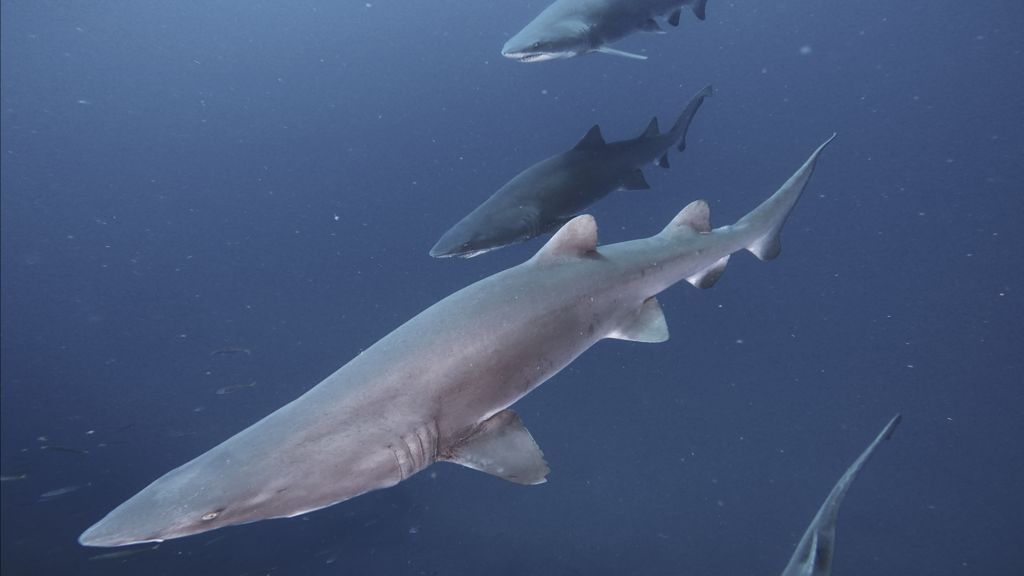 83a75fd5-c278-4b66-a72a-dbdbfcf8a4e4