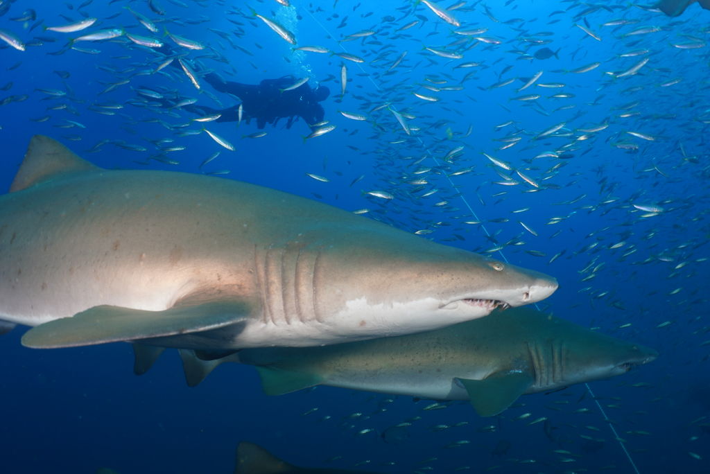 f2fca48e-cfee-483c-81a6-9d0c7ad9c37a