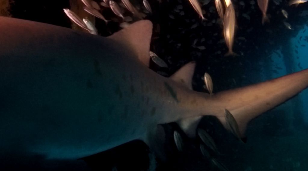 acdc507d-90cd-4c2d-b05a-4583c217418a