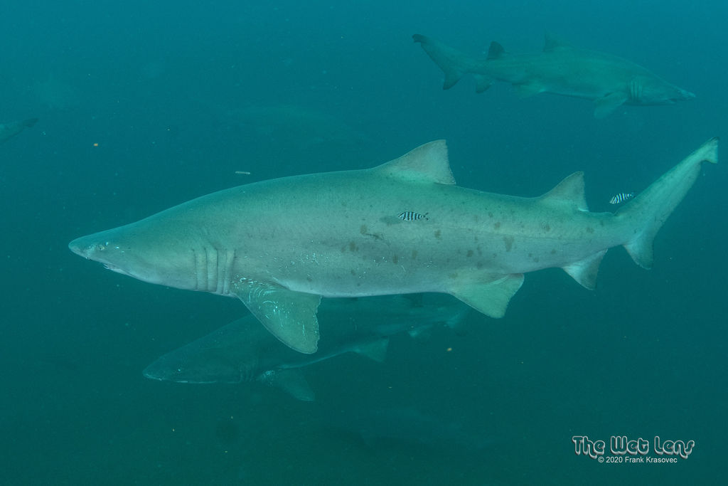 59d66cca-9d24-40d0-94de-059660c1bf87