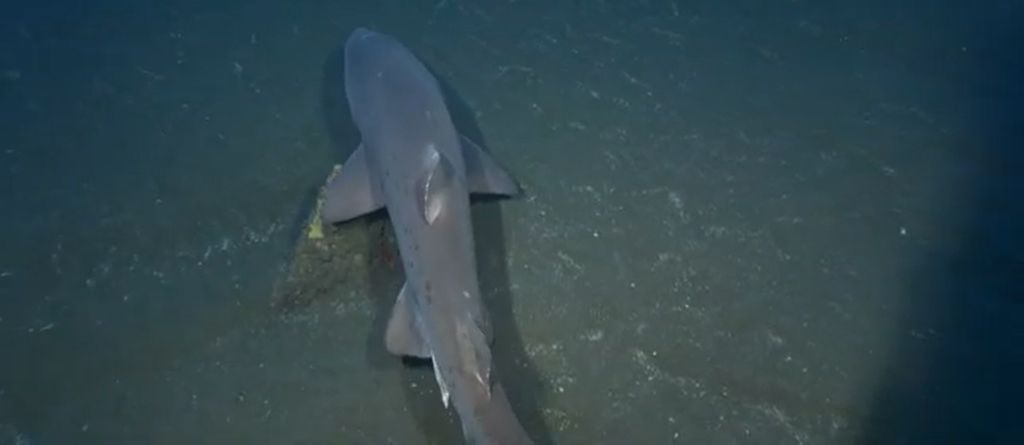 fe2fd7ca-af3c-4fc5-869a-6a09b9f5f2bd