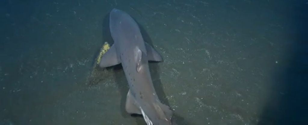 fe2fd7ca-af3c-4fc5-869a-6a09b9f5f2bd