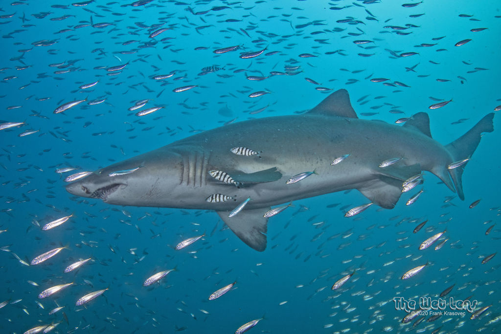 c31e4f94-3b1e-4c27-8d6c-fe3cbe0b77e2