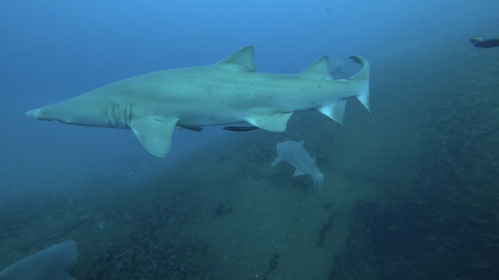 6cce0ec5-eac8-4227-9a59-11281fc5310e