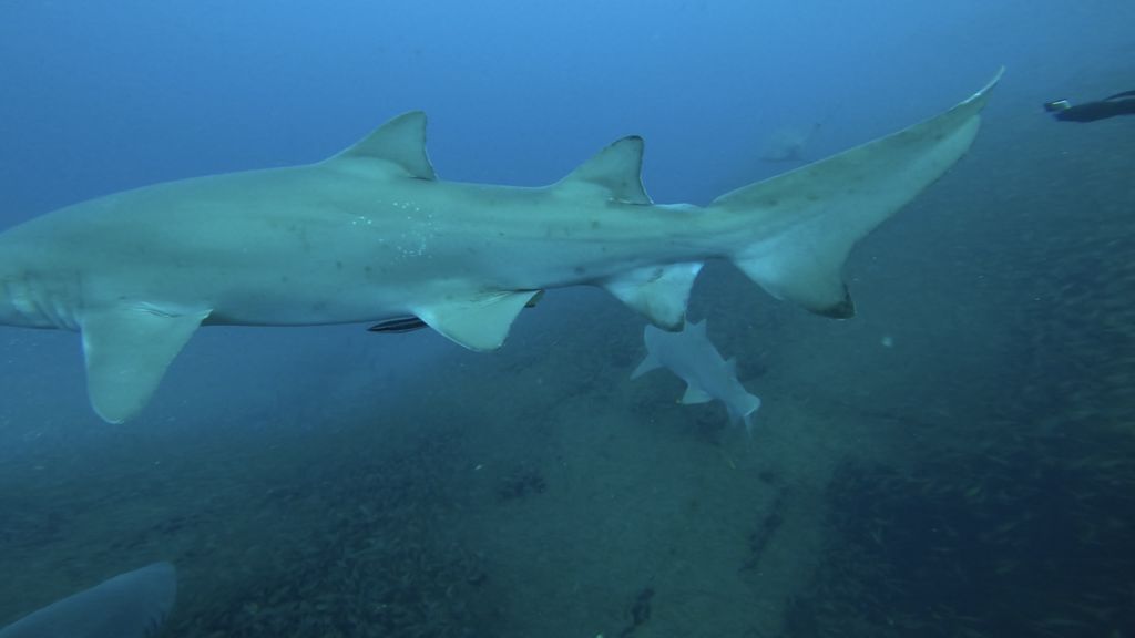 6cce0ec5-eac8-4227-9a59-11281fc5310e