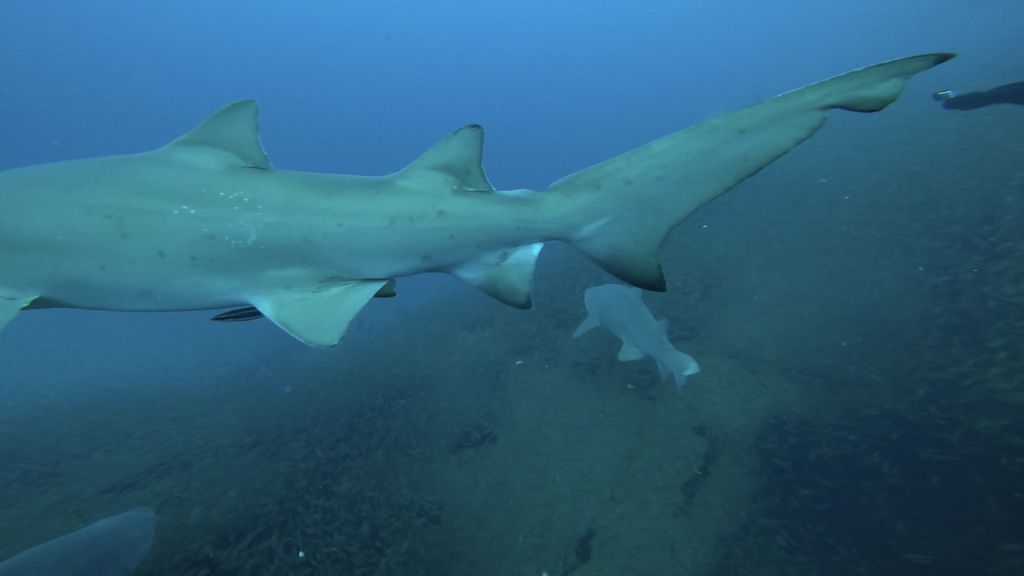 6cce0ec5-eac8-4227-9a59-11281fc5310e