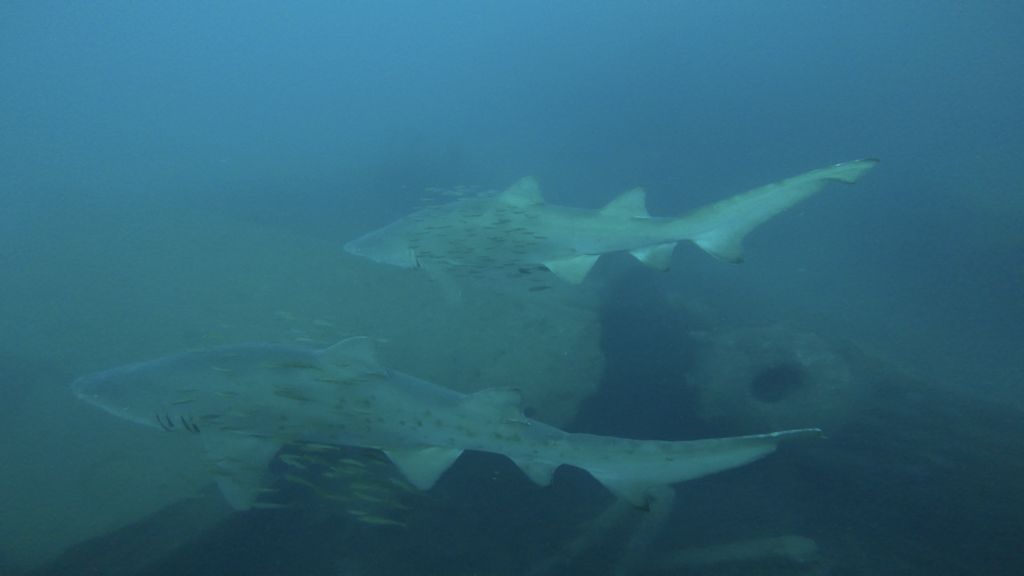 00f65907-f729-4b02-886a-acd245c96a65