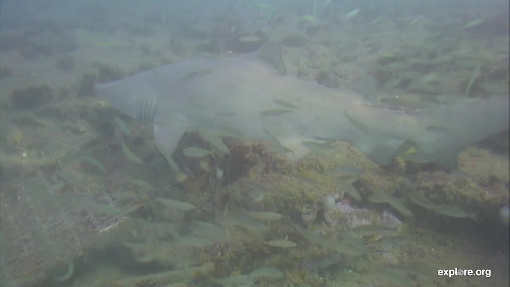 f55e16fc-4202-4c8c-a62f-08e5c8533a1c