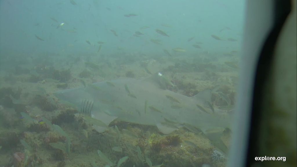 f55e16fc-4202-4c8c-a62f-08e5c8533a1c