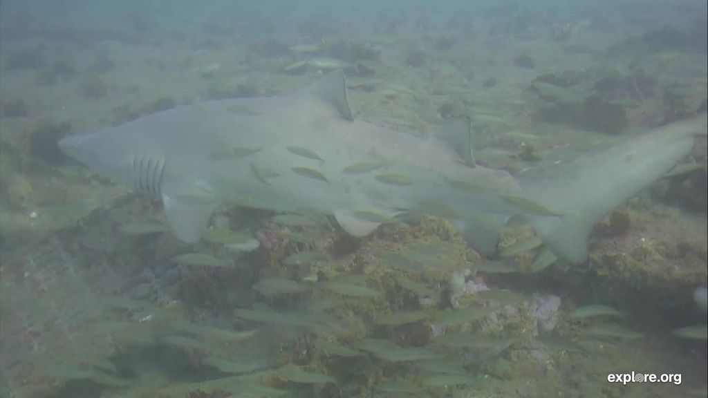 f55e16fc-4202-4c8c-a62f-08e5c8533a1c