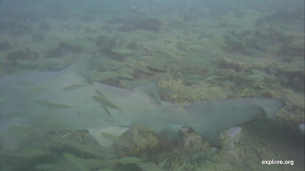 f55e16fc-4202-4c8c-a62f-08e5c8533a1c