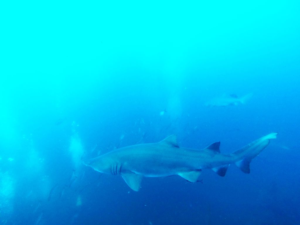 1f78690b-d61d-4115-a278-a94bf334ec77