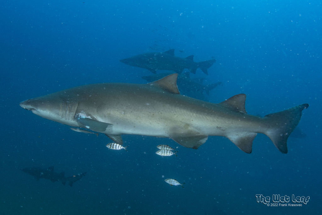 89296151-fc04-4ef8-8101-4591b6dc3b11