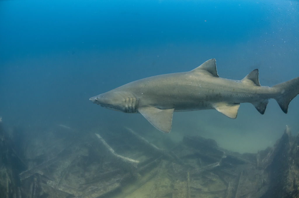 a05659e1-d328-4929-a657-f7d7b7620d39