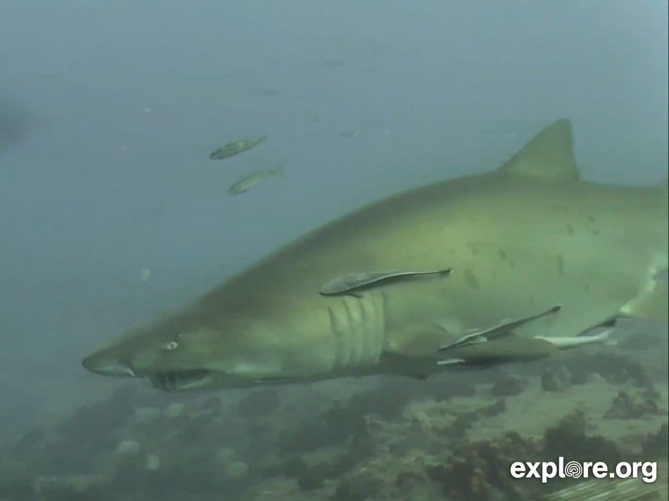 00e00f28-ede8-4ce5-80e9-c0553ed60f7a