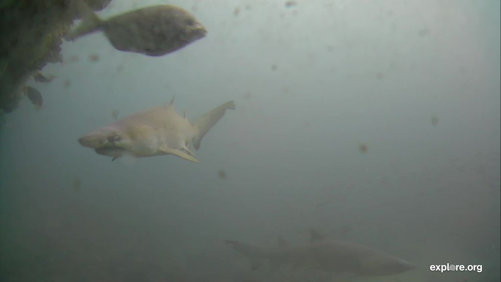 c871ff20-ef84-4fc9-a1e3-9adaf2e63f4b