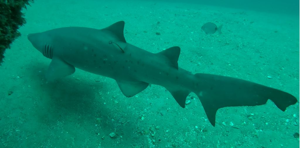 7518e31e-2f15-4bcd-8d34-d0ad6fc19f44