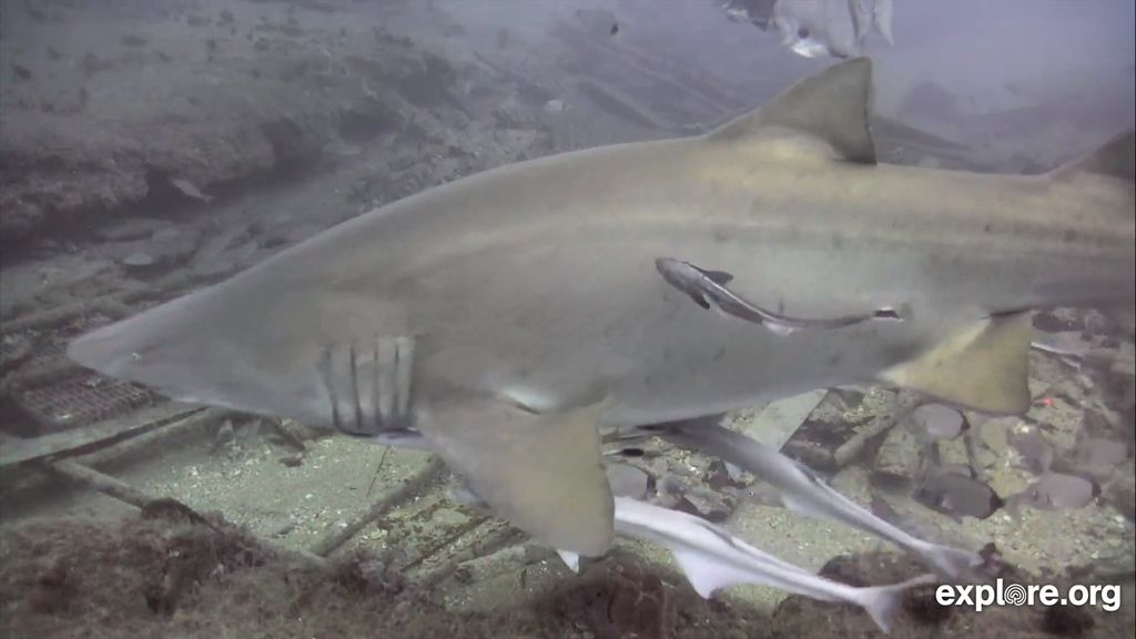 47281485-17b3-4605-975e-03f5ae3a15e4