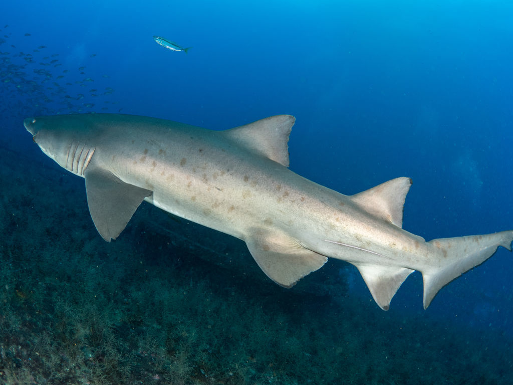 229a0cfb-218e-4505-89a7-6e46c0a6211f