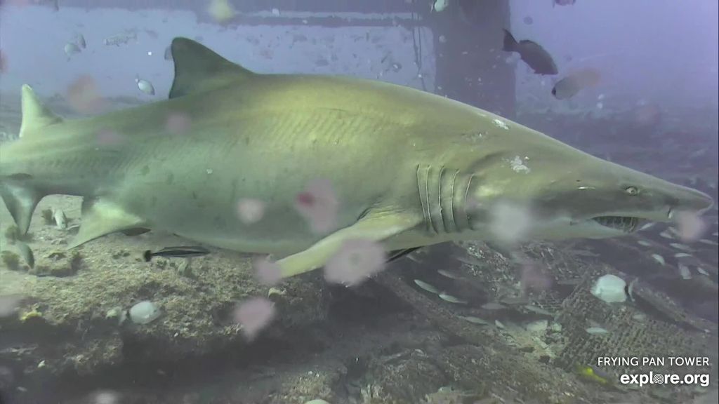 00fab9eb-e11c-4088-807c-cdd517a3d669