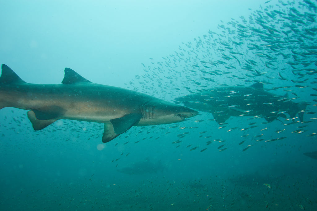 d3f6da2c-6dc6-4dea-a156-0b5329e1c47c