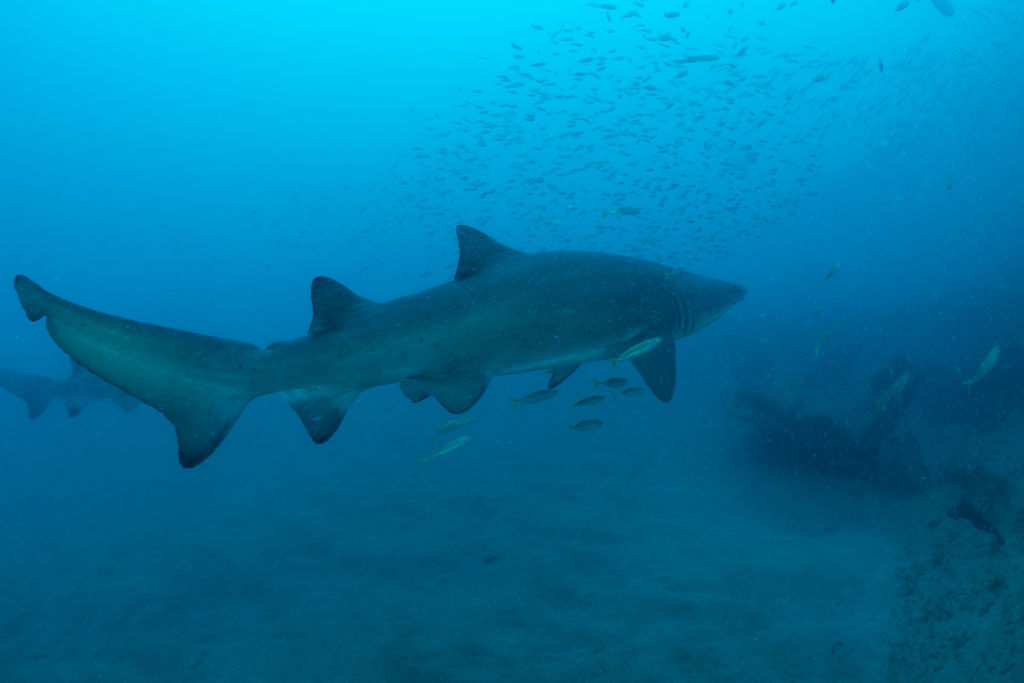 0dc98d1e-2bdd-425a-99c3-42dd6aeba730