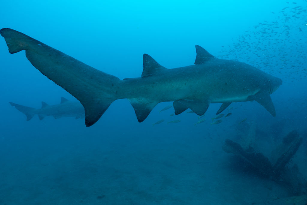 0dc98d1e-2bdd-425a-99c3-42dd6aeba730