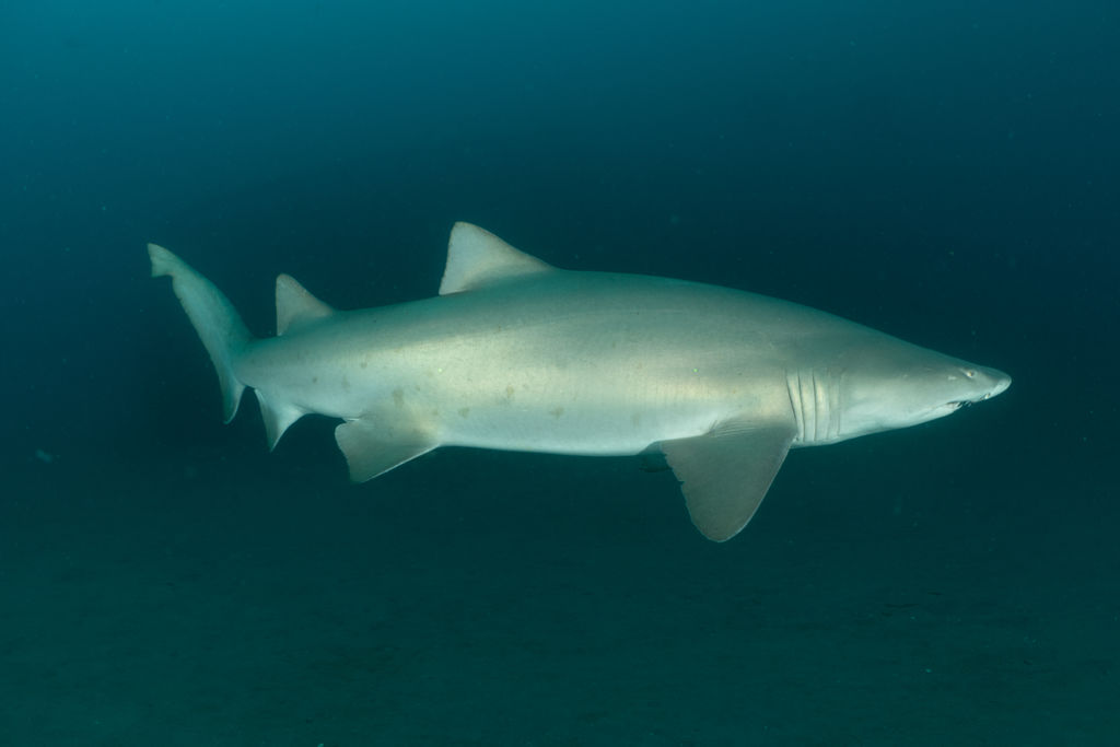 568492aa-5c10-490e-aee7-63ecdeac2e65