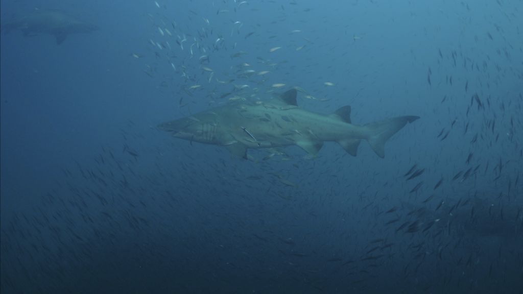 ce91a0b4-2111-4e9c-a449-153472922caa