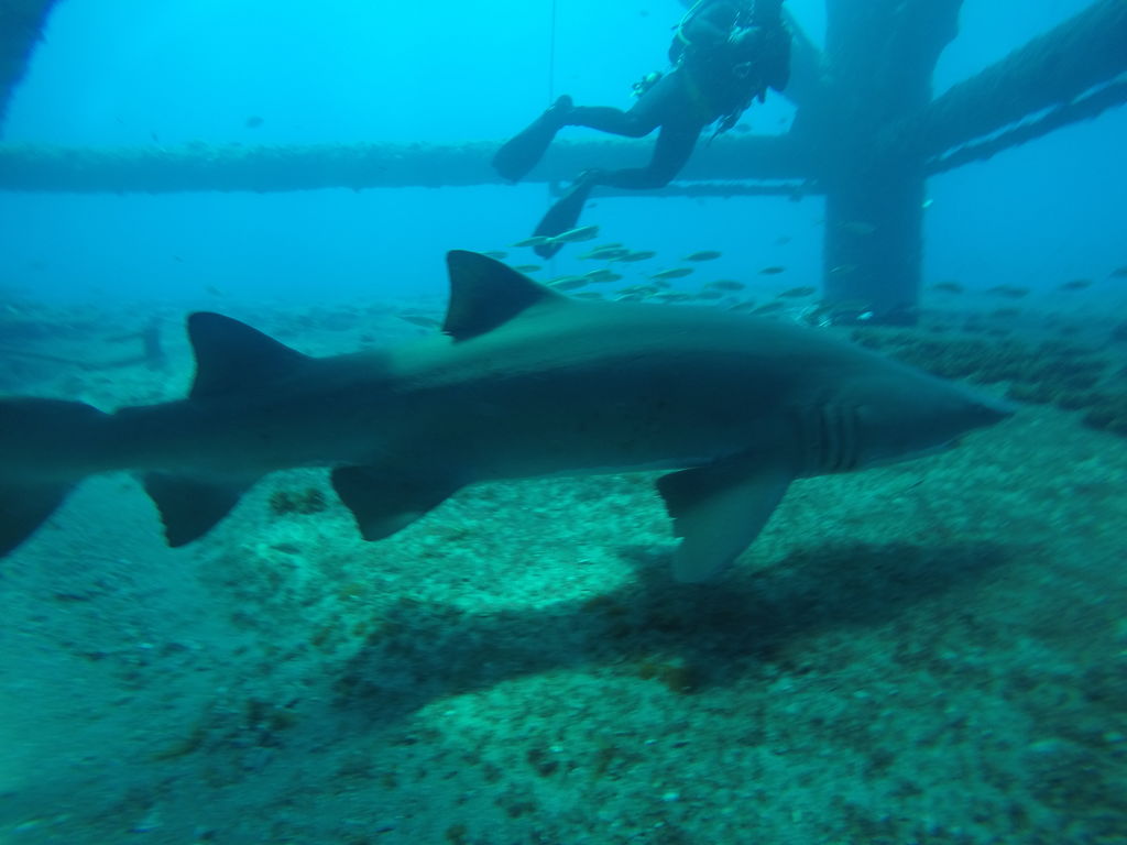 d21cb25a-6192-40a1-83f3-ff5bac69aaf5