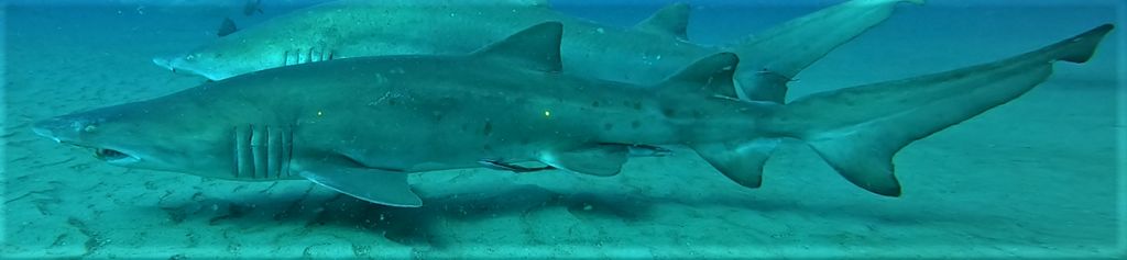 1d7c7480-0790-4418-bf28-519ec59cd98b