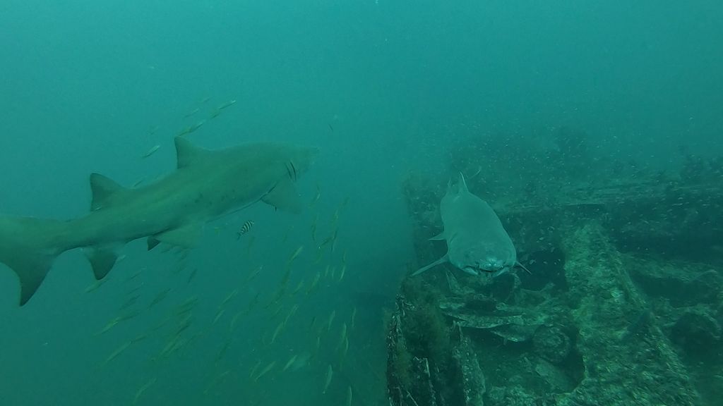 e2fc4c91-f2ff-43f8-8f48-5e40af5d279e