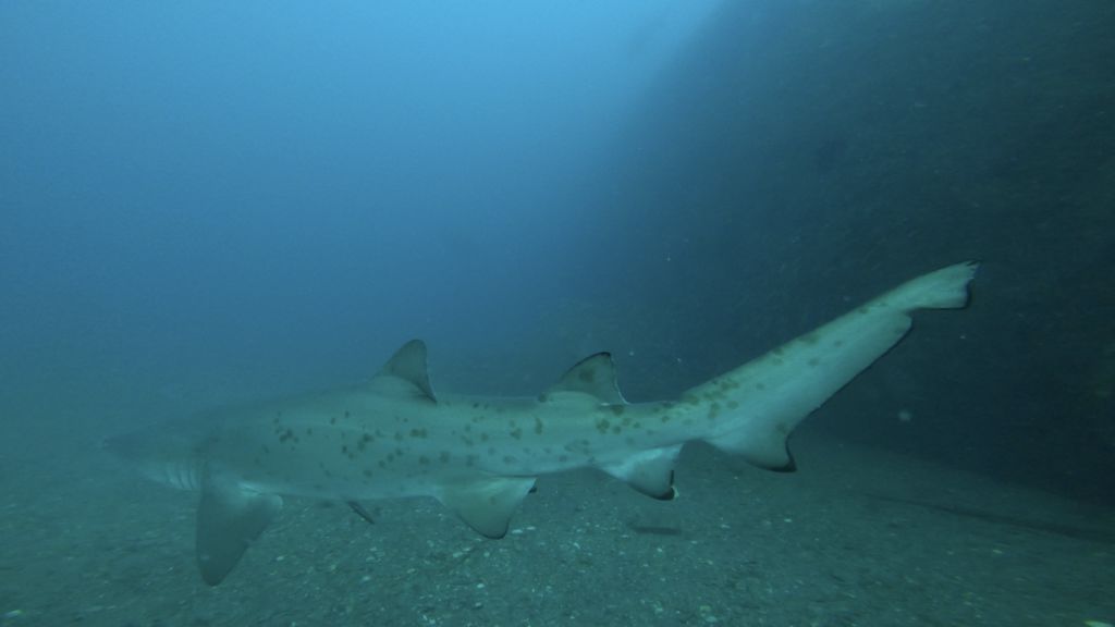 ae2d5d42-baee-4459-a3d8-f9b58044348f