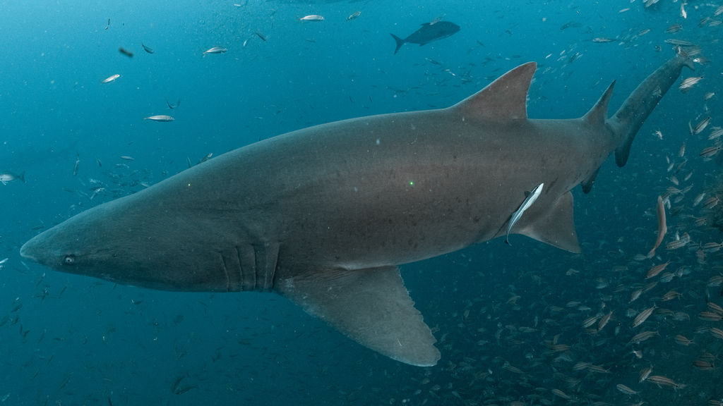 0a3be97f-f013-46df-bee9-9f2d4dfdd684